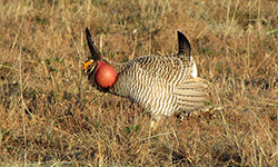 Endangered Species Act Reform